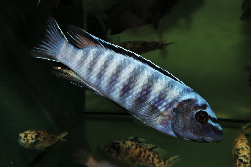 Labeotropheus trewavasae 'Higga Reef'
